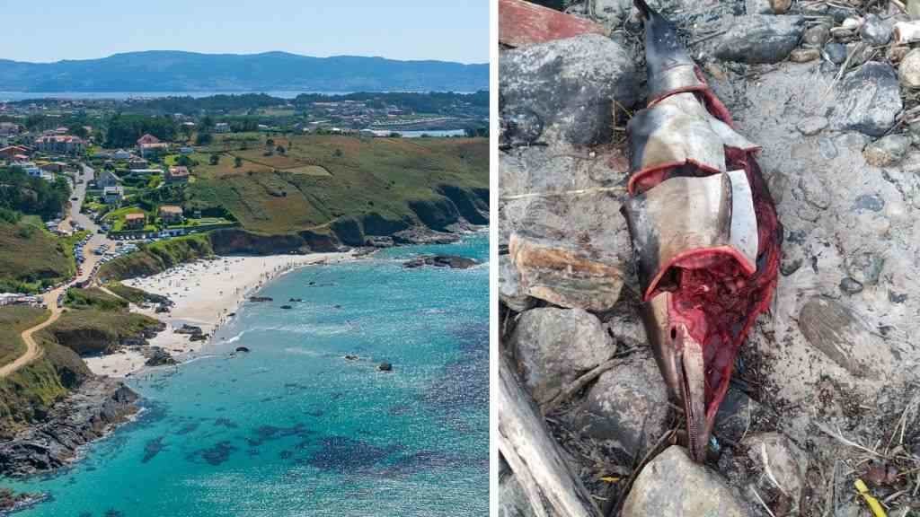 Á esquerda, a praia de Bascuas, en Sanxenxo; á dereita, o golfiño achado morto. (Fotos: Mancomunidade do Salnés | Europa Press)