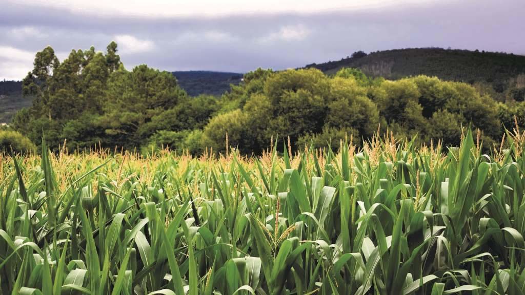Plantación de millo na Galiza. (Foto: Nós Diario)