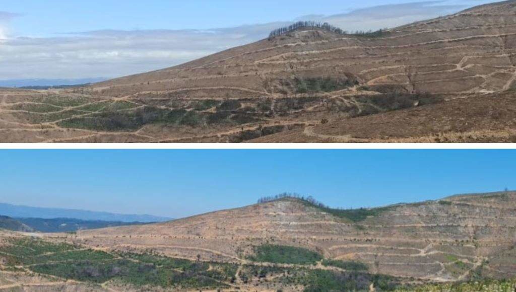 Recuperación da vexetación en zonas queimadas nas que previamente había piñeiro e  castiñeiro, tras un (superior) e dous (inferior) anos tras a queima.