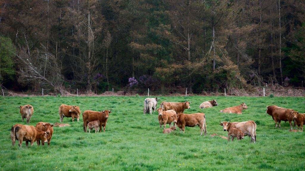 Un rabaño de vacas pastan na Fonsagrada. (Foto: Carlos Castro / Europa Press)