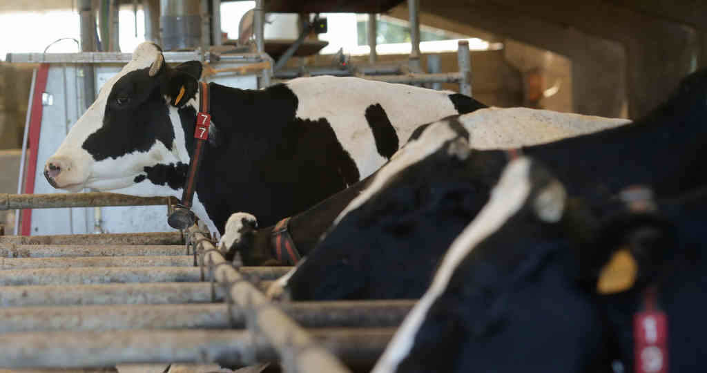 Vacas dunha gandería de lácteo na parroquia de Sabadelle, en Chantada (comarca homónima), o pasado mes de agosto (Foto: Carlos Castro / Europa Press).