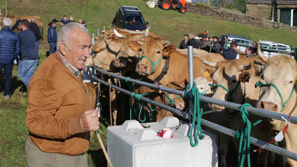 Unha persoa observa as vacas na Feira en Defensa do Gando de Montaña de 2023, no municipio de Cervantes, comarca de Ancares (Foto: Carlos Castro / Europa Press).
