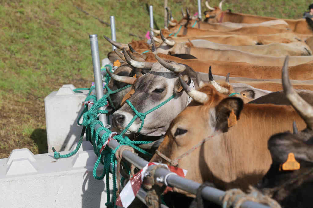Vacas durante a Feira en Defensa do gando de montaña en Cervantes, comarca dos Ancares (Foto: Carlos Castro / Europa Press).