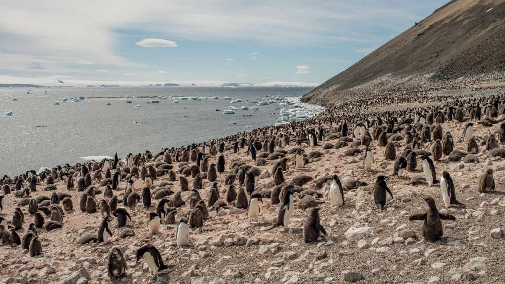 Colonia de pingüíns Adelaida en Devil Island, Antártida (Foto: Tomás Munita / Greenpeace).