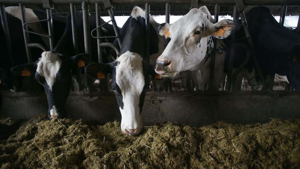 Varias vacas de leite nunha granxa da parroquia de Piñeiro en Xermade (Terra Chá). (Foto: Carlos Castro / Europa Press).