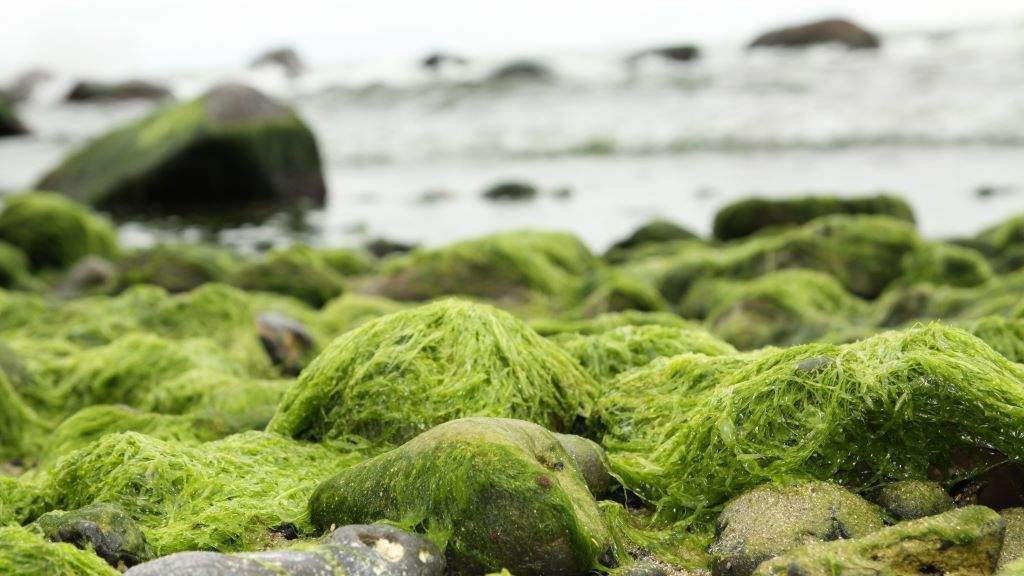 Maricumbe é a mestura de diferentes tipos de algas que a maré deixa na ribeira. (Foto: Nós Diario)