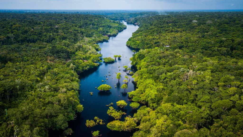 Selva amazónica no Parque Nacional Anavilhanas, Amazonía, Brasil. (Foto: Marcio Isensee e Sá).