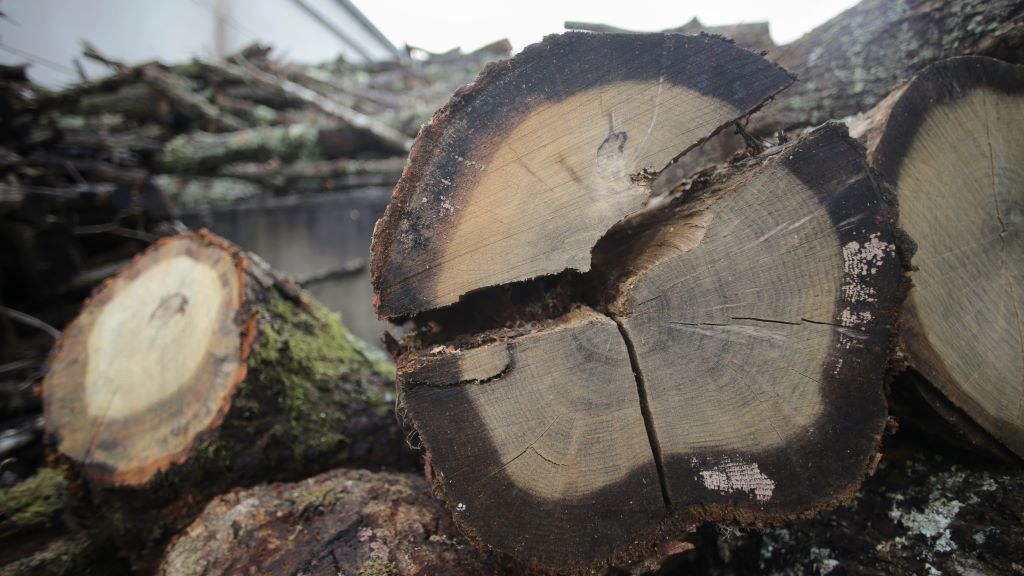 Varios troncos esperan a ser cortados para leña. (Foto: Carlos Castro / Europa Press).