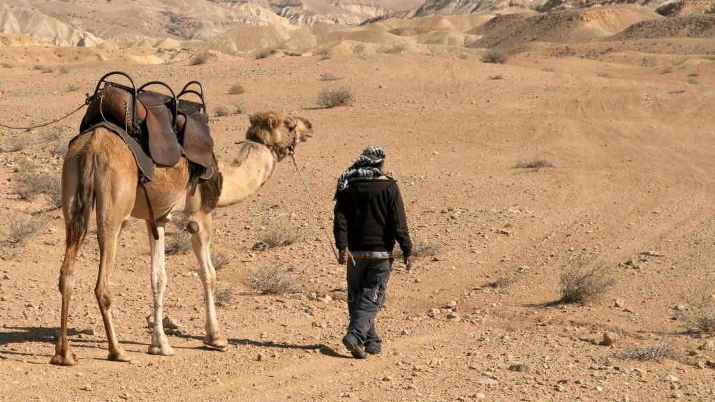 Un beduíno camiña cun camelo polo deserto. (Foto: David Noyes / Danita Delimont).