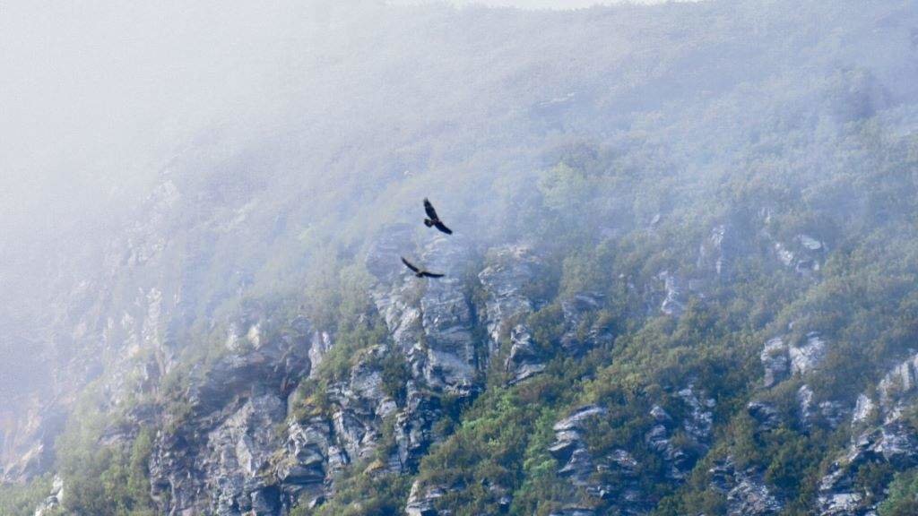 O parque eólico Neboada ameaza a supervivencia dunha das poucas parellas de aguias reais que habitan na Galiza. (Foto: Nós Diario)