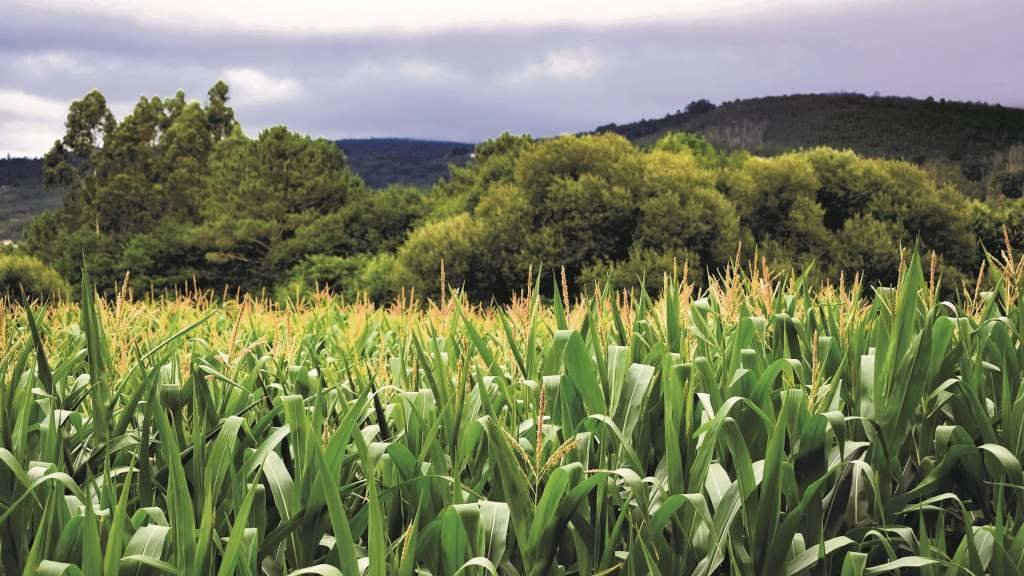 Campo de millo (Foto: Nós Diario).