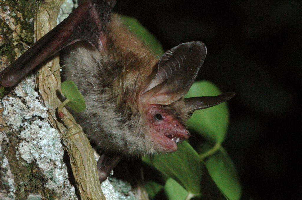morcego Bechstein