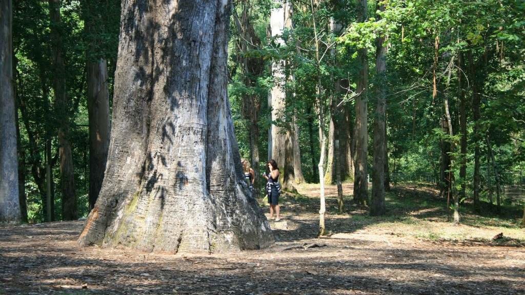 O souto da Retorta, un dos monumentos naturais da Galiza, con máis de 600 espécimes de eucalipto.  (Foto: Deputación de Lugo)