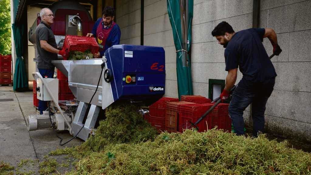 Tres homes traballando nunha adega da comarca de Verín. (Foto: Rosa Veiga / Europa Press)