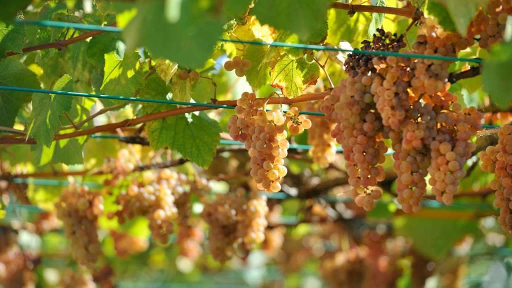 Uvas utilizadas para producir viño Albariño. (Foto: Avarand)