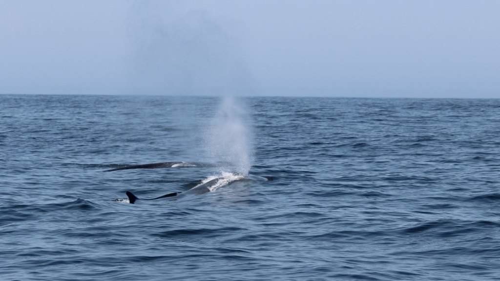 Avistamento de baleas a oito millas de Sálvora, este agosto. (Foto: Cemma)