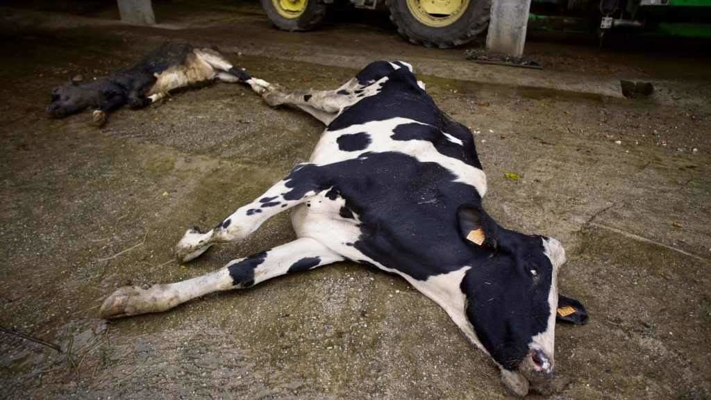 Vacas mortas polos efectos da enfermidade hemorráxica epizoótica nunha explotación do municipio de Xermade (A Terra Chá). [Foto: Carlos Castro / Europa Press]