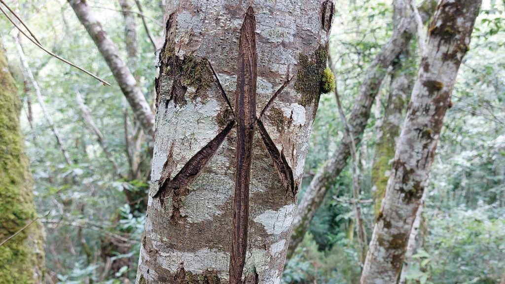 Detalle da 'linguaxe dos soutos'. (Foto Alberto Carballido)