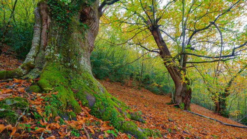 Bosque de castiñeiros en Cervantes, Os Ancares. (Foto Luis Vilanova)